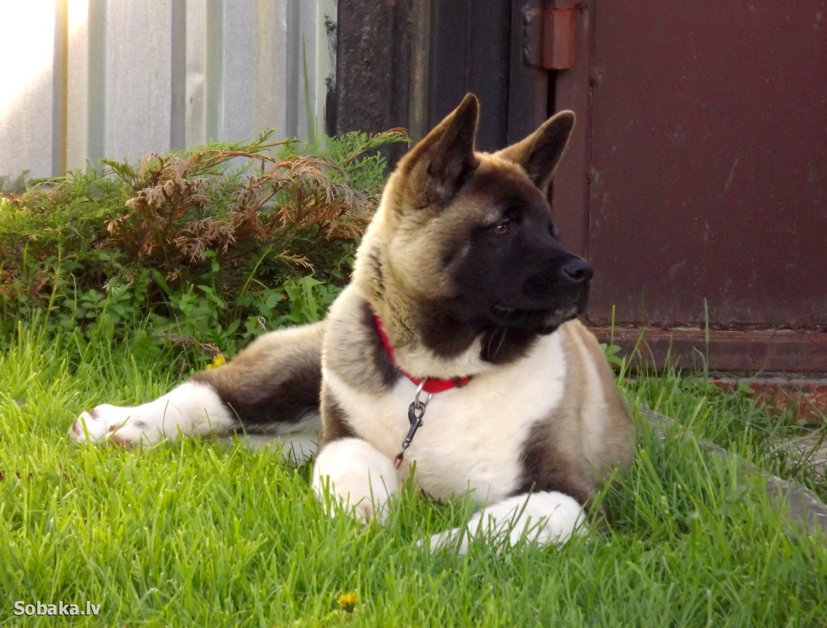 Американская Акита кобель