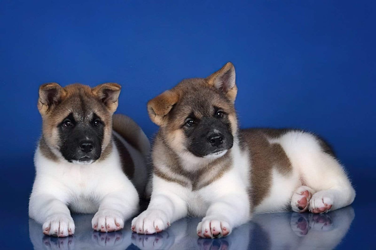 Американская Акита щенки