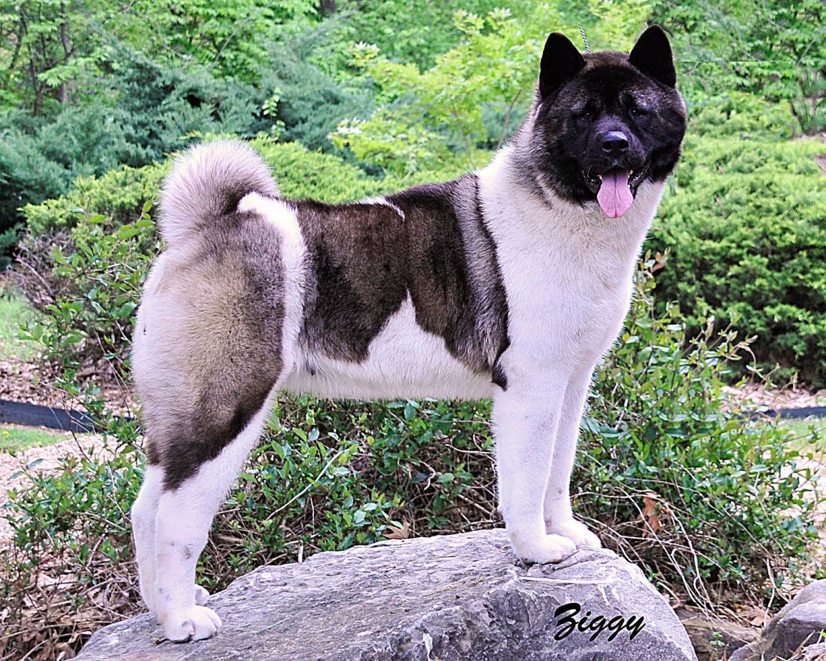 Американская Акита тигровая