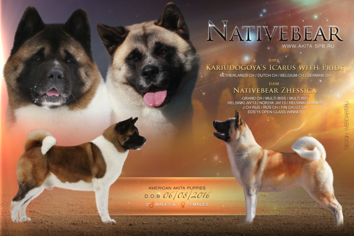 Чубака американская Акита