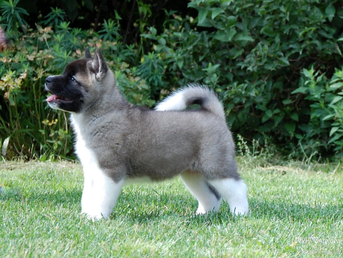 Лайка Акита ину американская