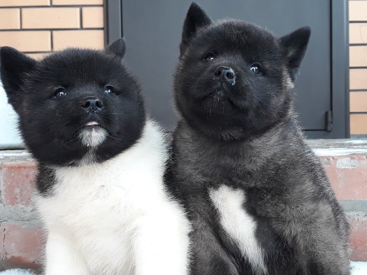 Американская Акита темная