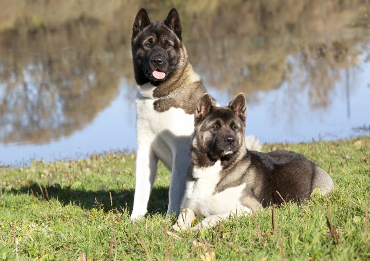 Американская Акита