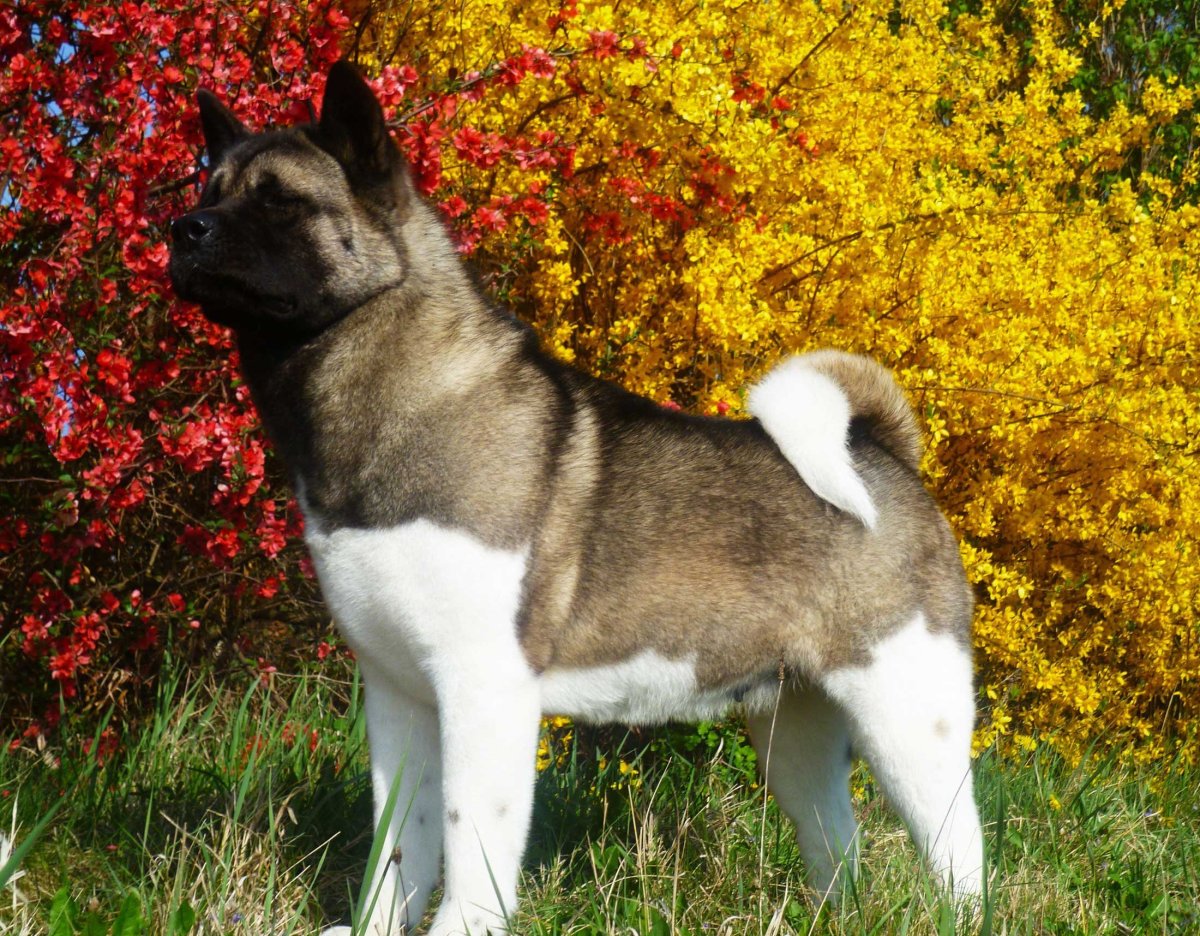 Американская лайка Акита