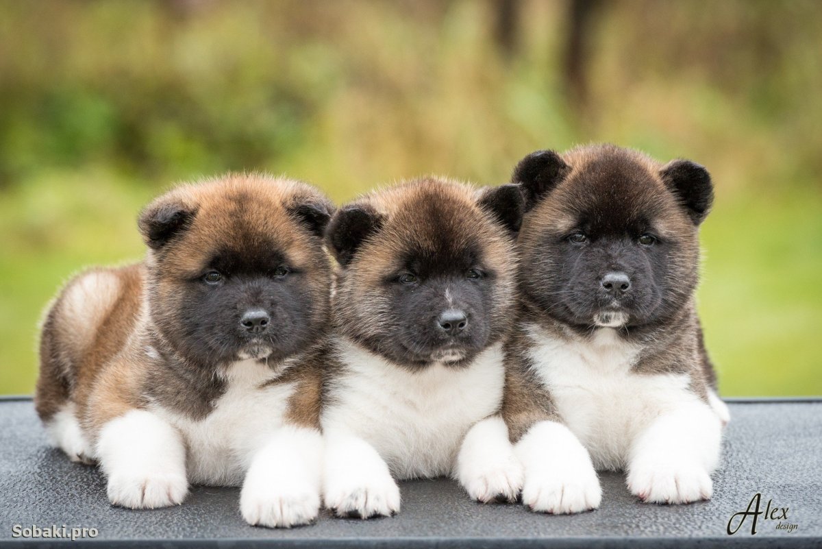 Американская Акита длинношерстная