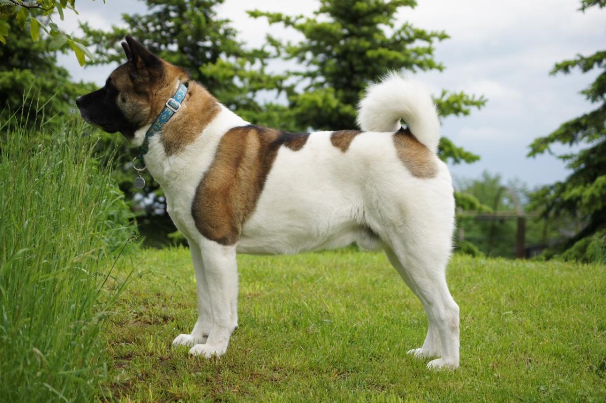 Американская порода собак Акита-ину