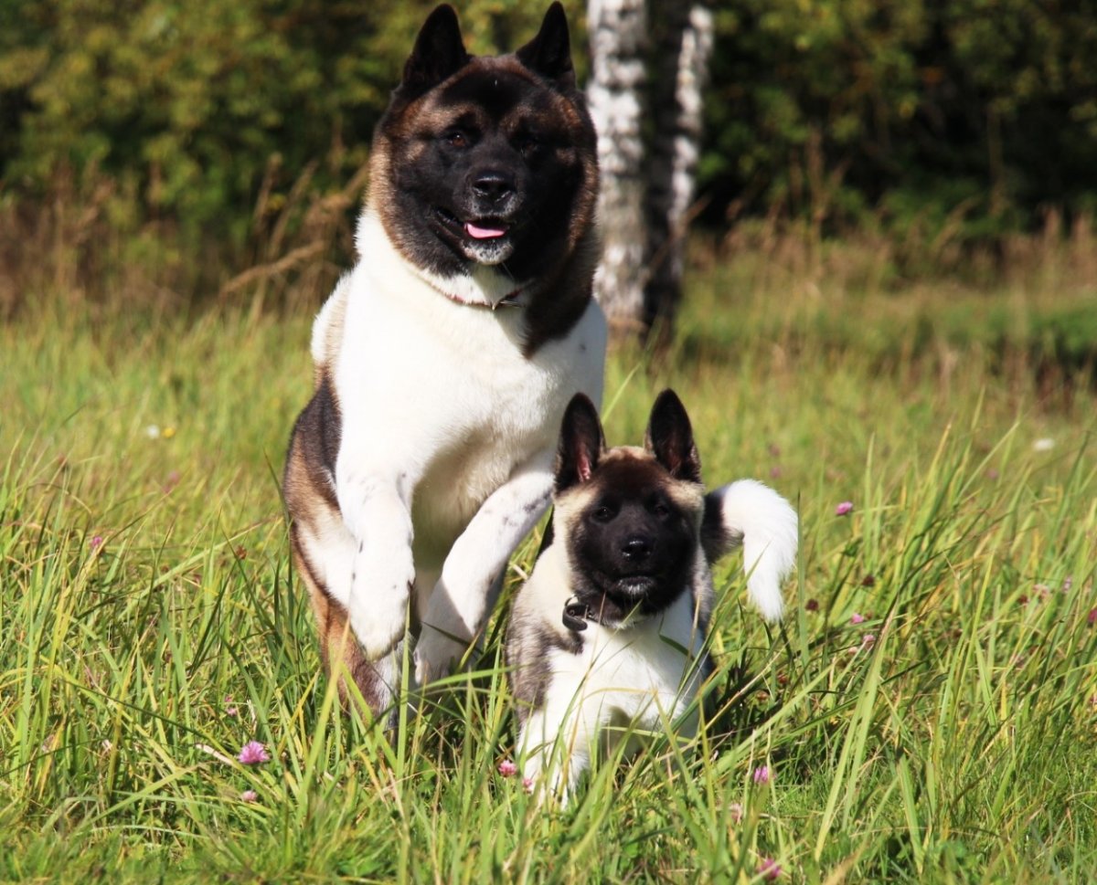 Американская Акита взрослая