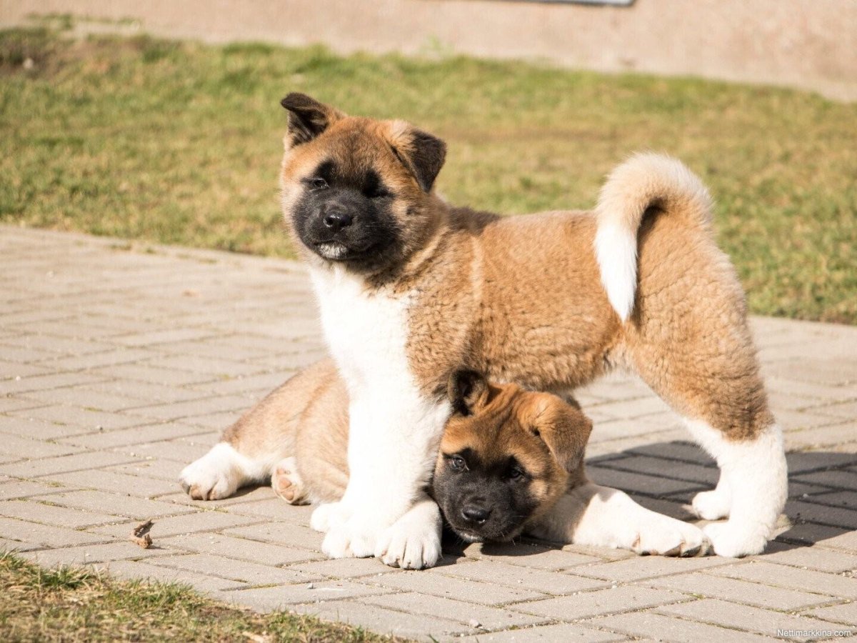 Американская Акита уно