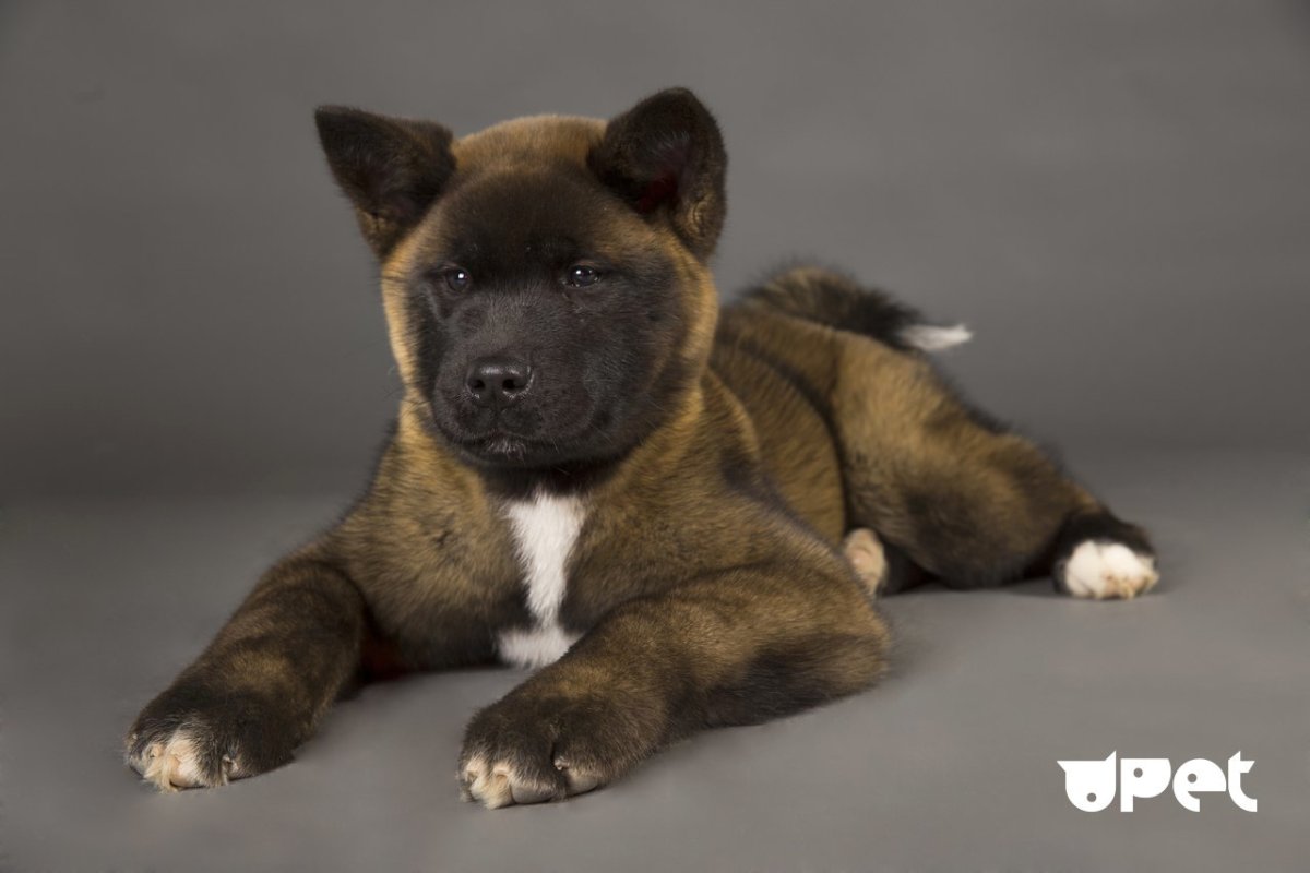 Американская Акита коричневая