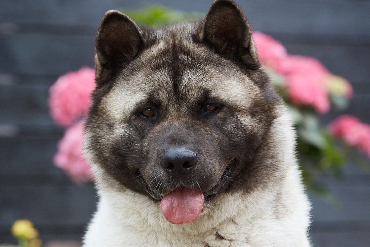 Американский Акито Инк