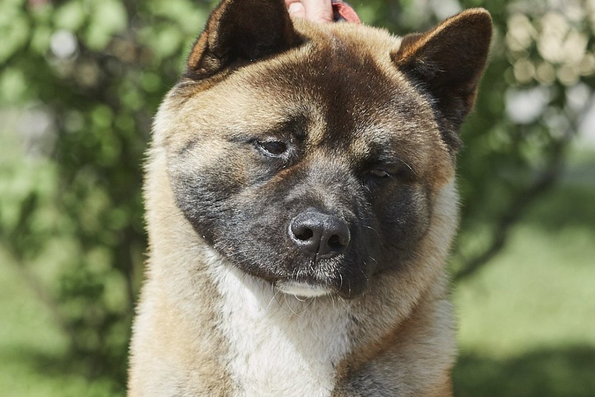 Акита с черной мордой