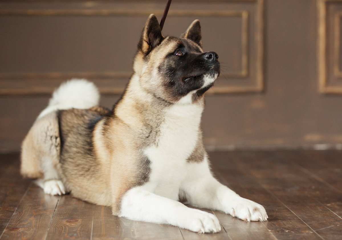 Американская Акита взрослая