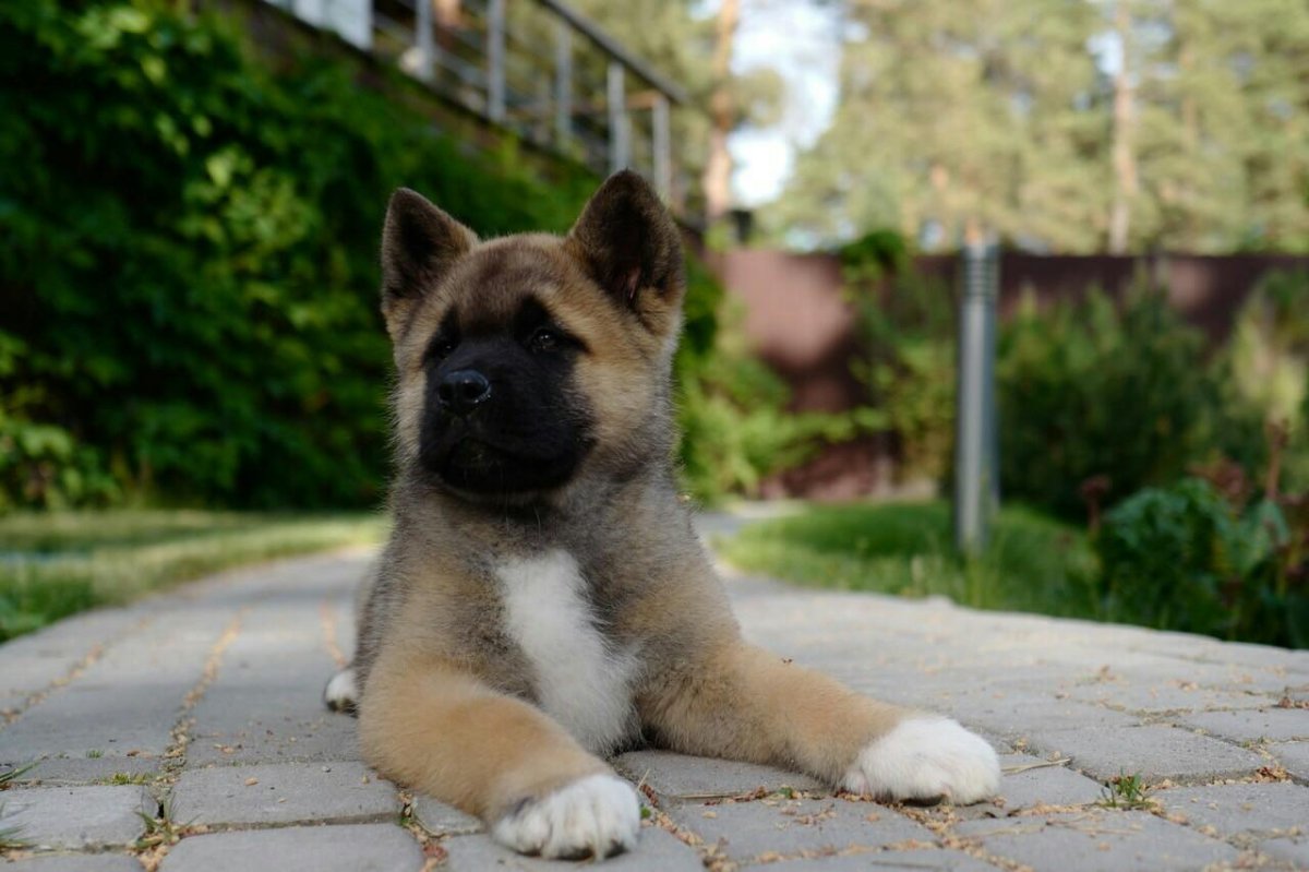 Американская Акита сука