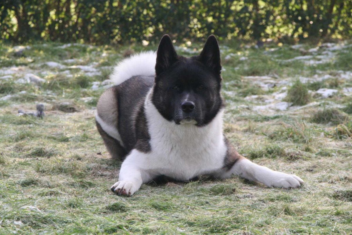 Американская лайка Акита