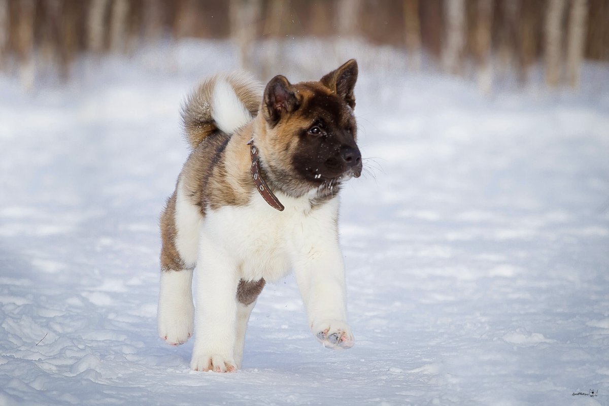 Американская Акита взрослая