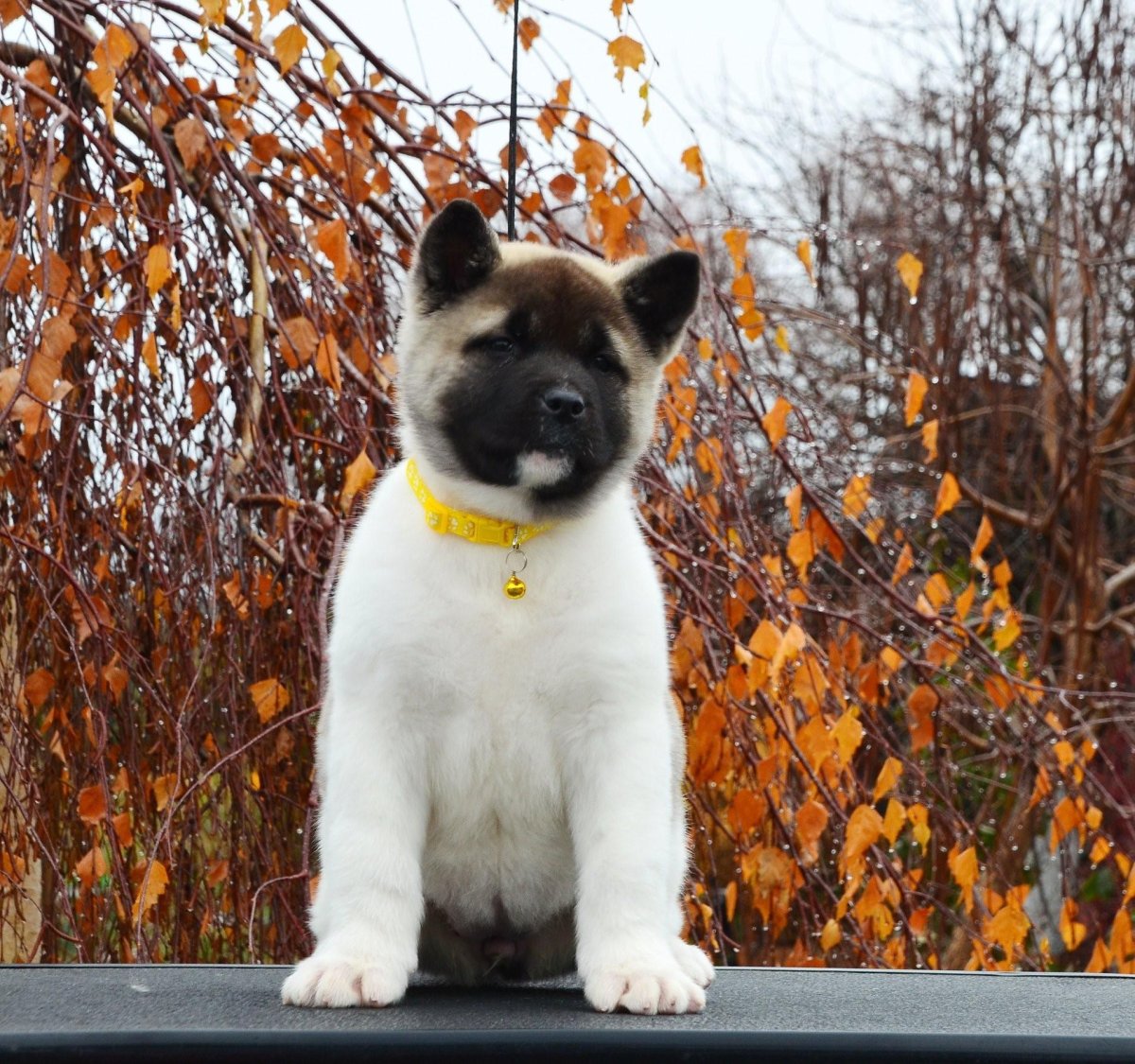 Американская Акита тигровая