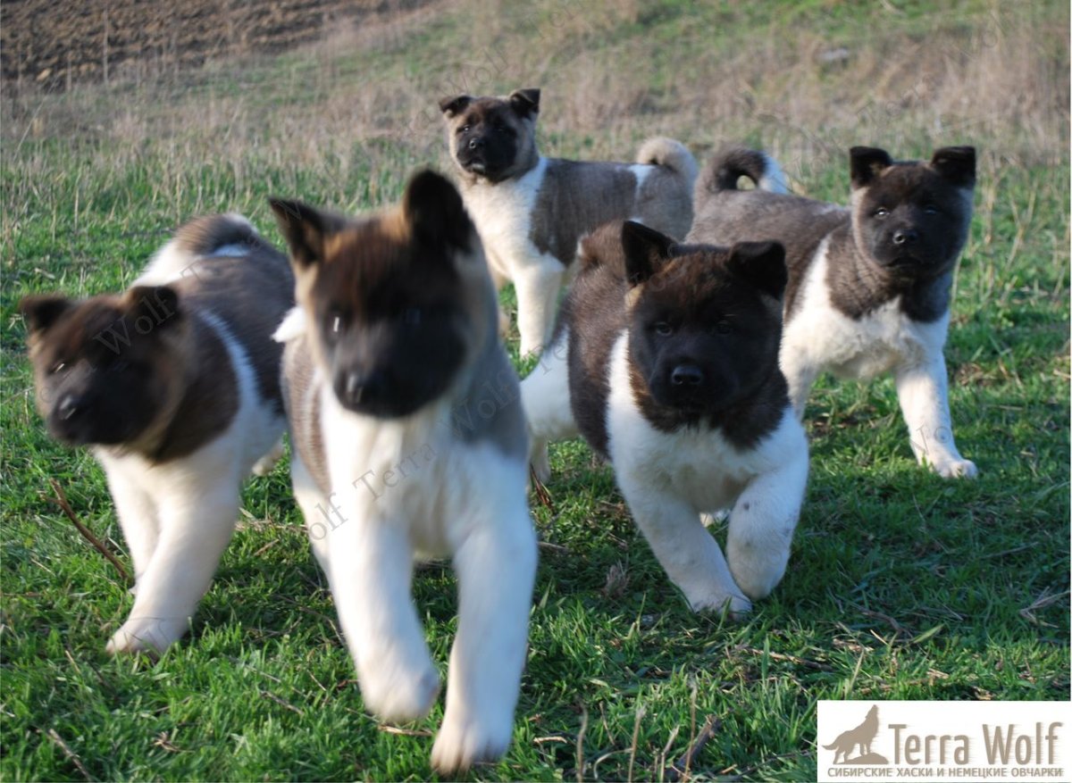 Американская Акита щенков много