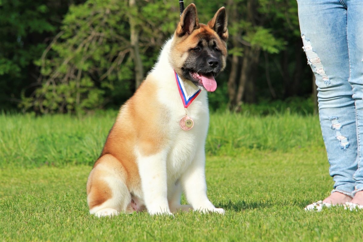 Американская Акита рыжая