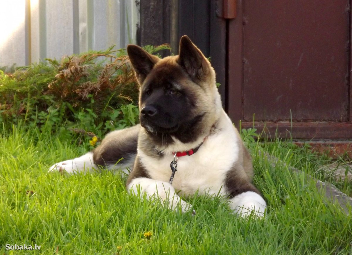 Японская собака американская Акита