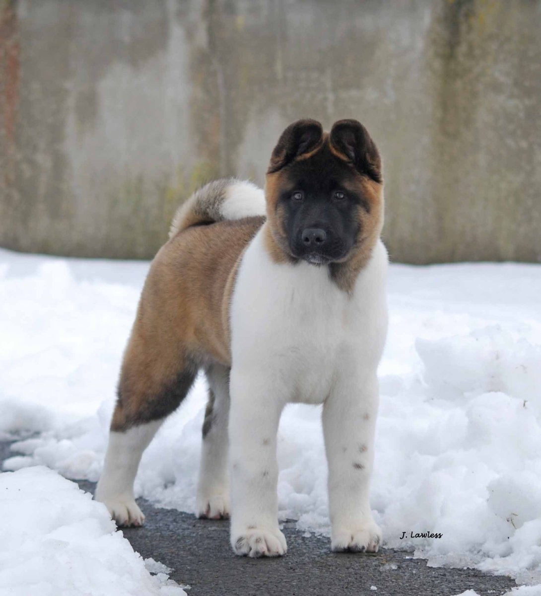 Американская кика щенок