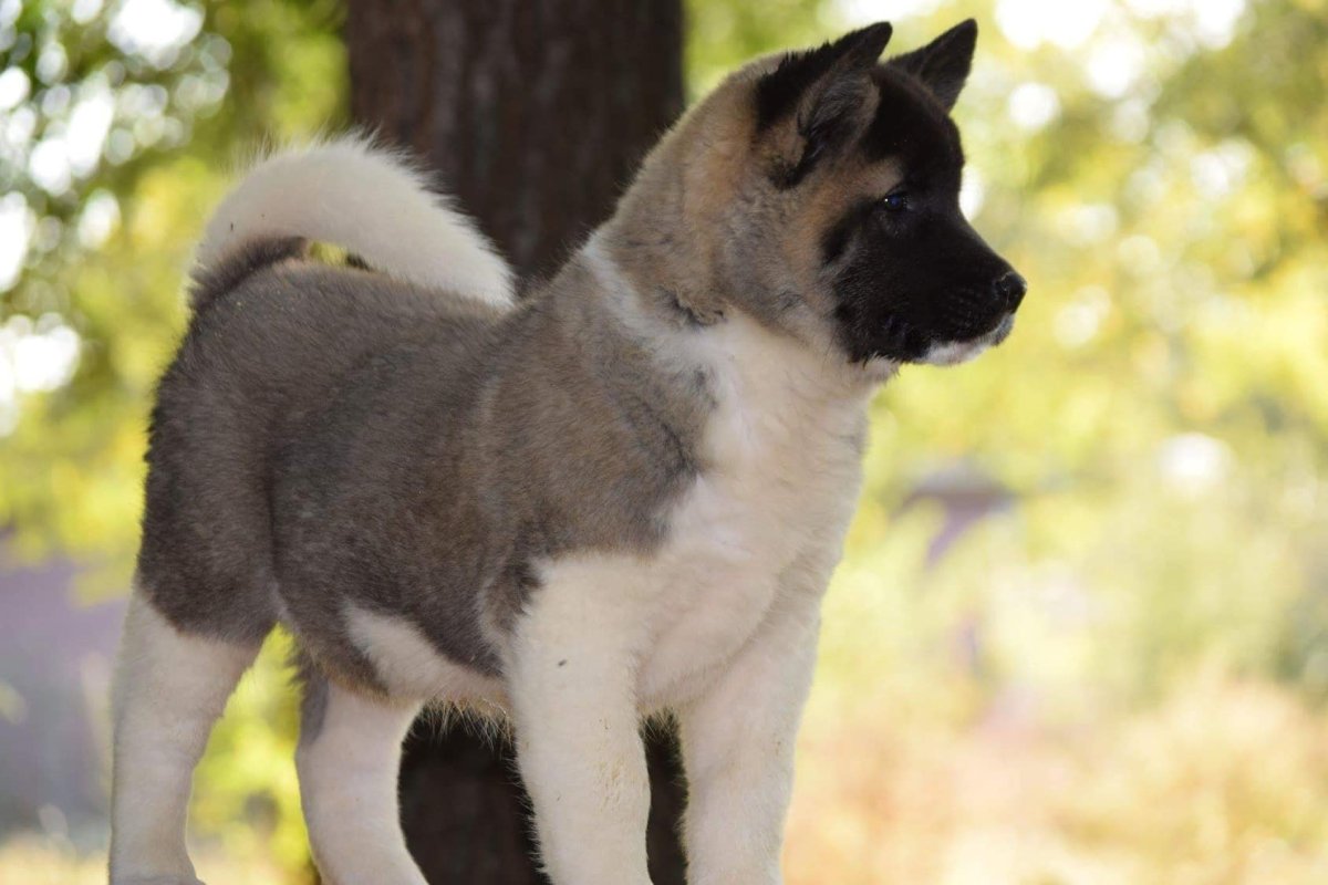 Акита-ину американская щенок