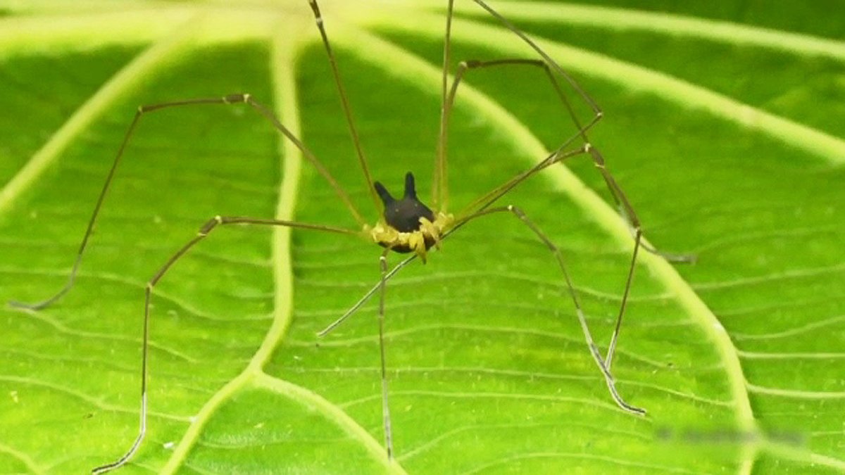 Сенокосец кролик