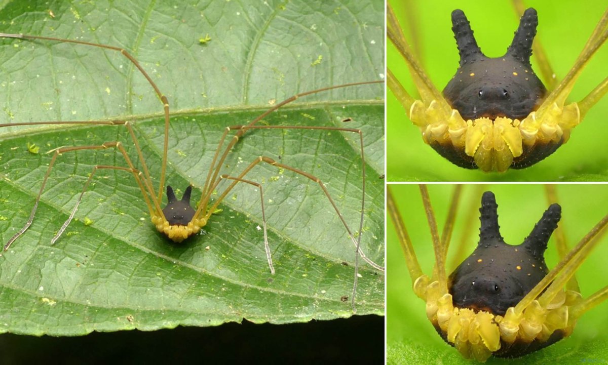 Паук кролик сенокосец