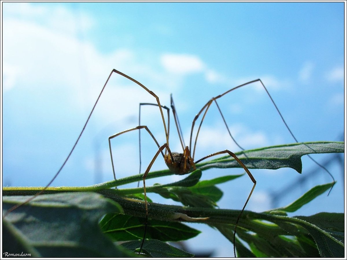 Мизгирь сенокосец