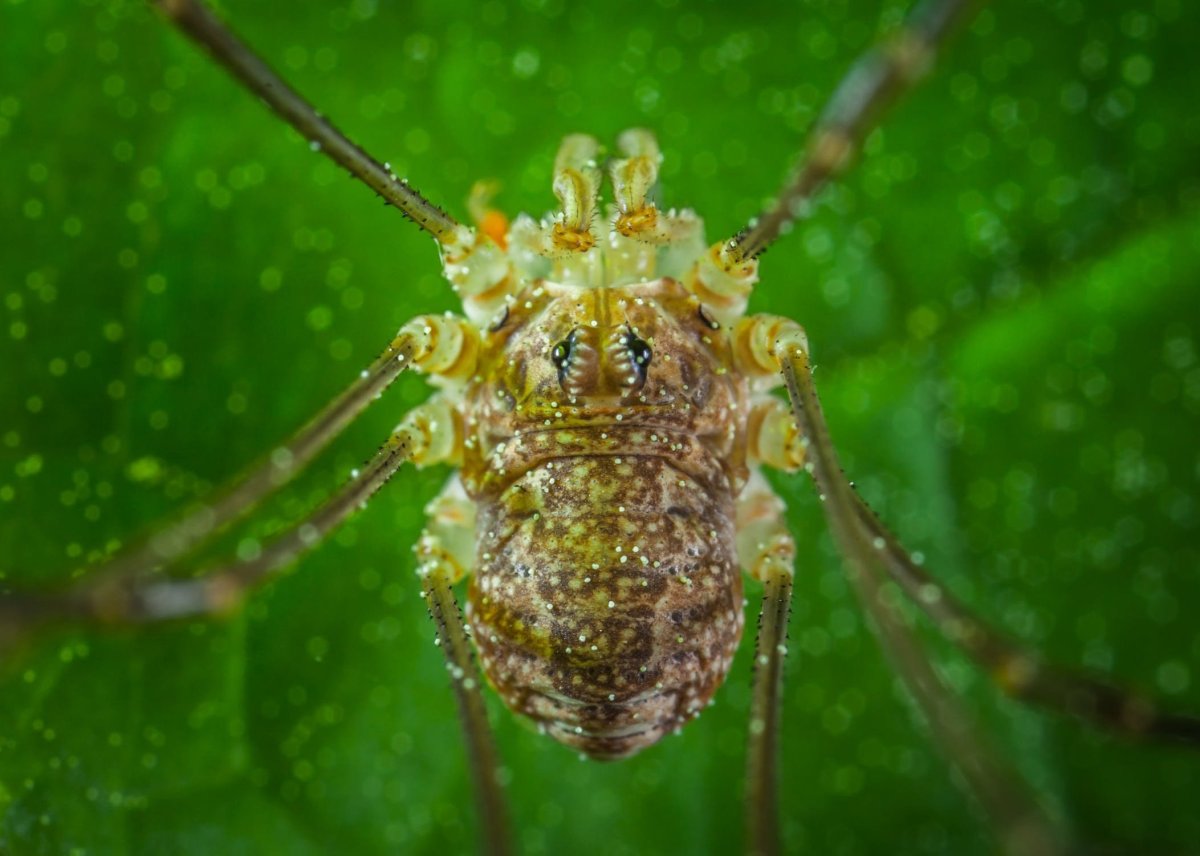 Тропический сенокосец