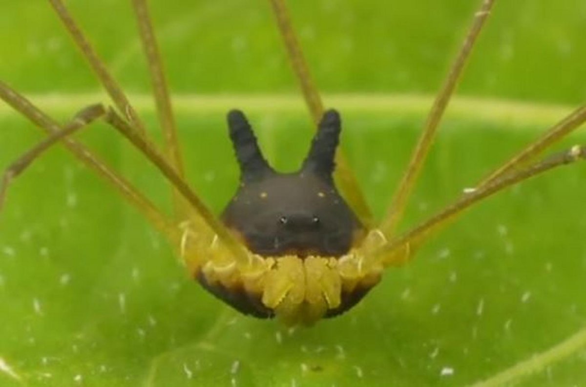Паук с собачьей головой