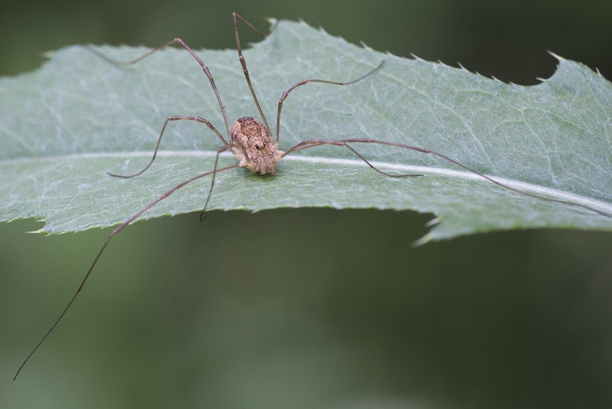 Жук сенокосец