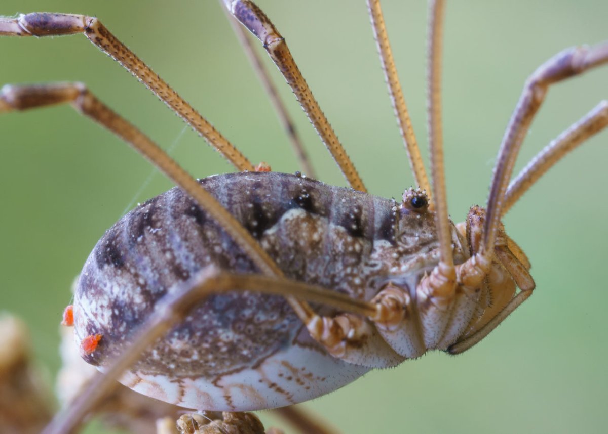 Голиаф сенокосец