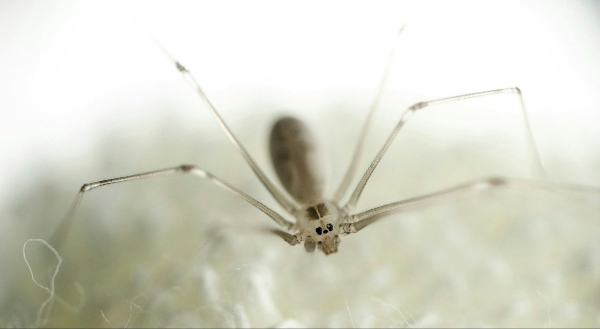 Фото самки и самца паука сенокосца