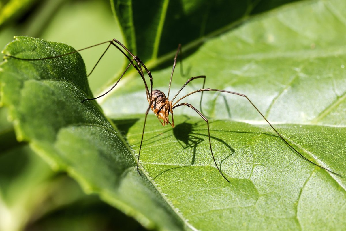 Паучки насекомые