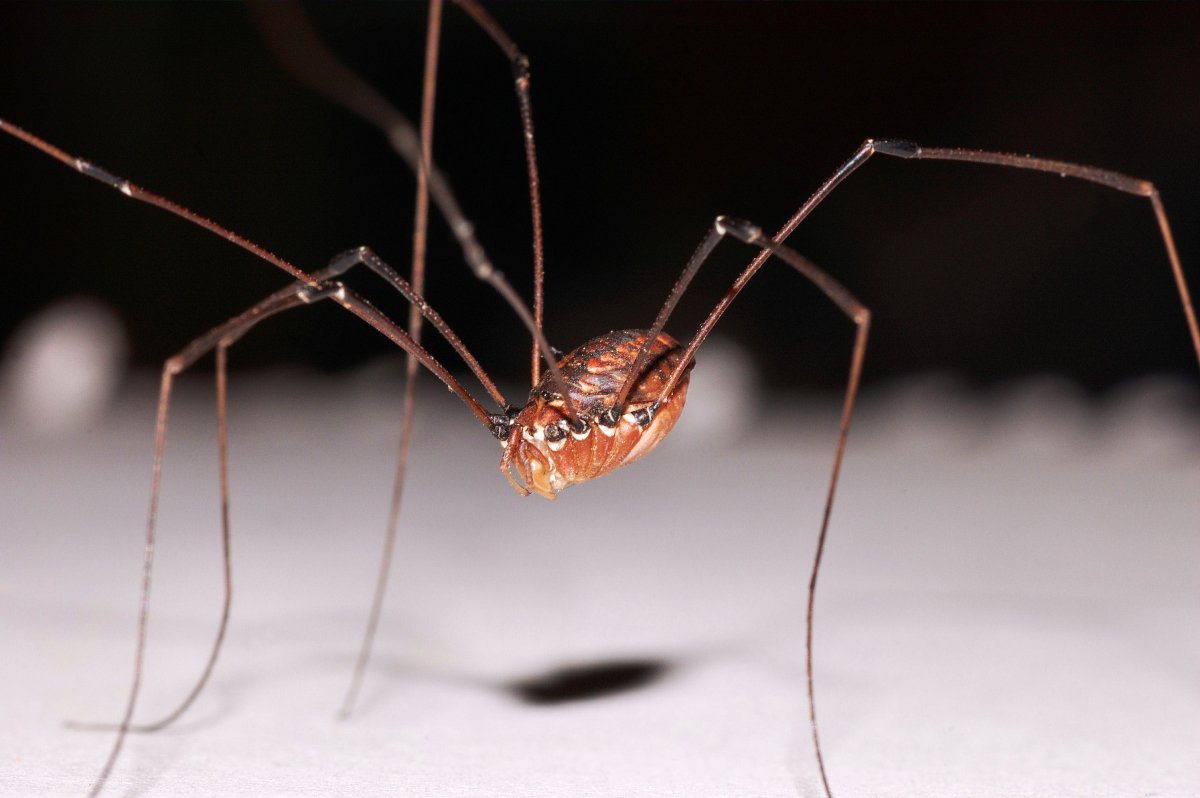 Длинноногий паук сенокосец
