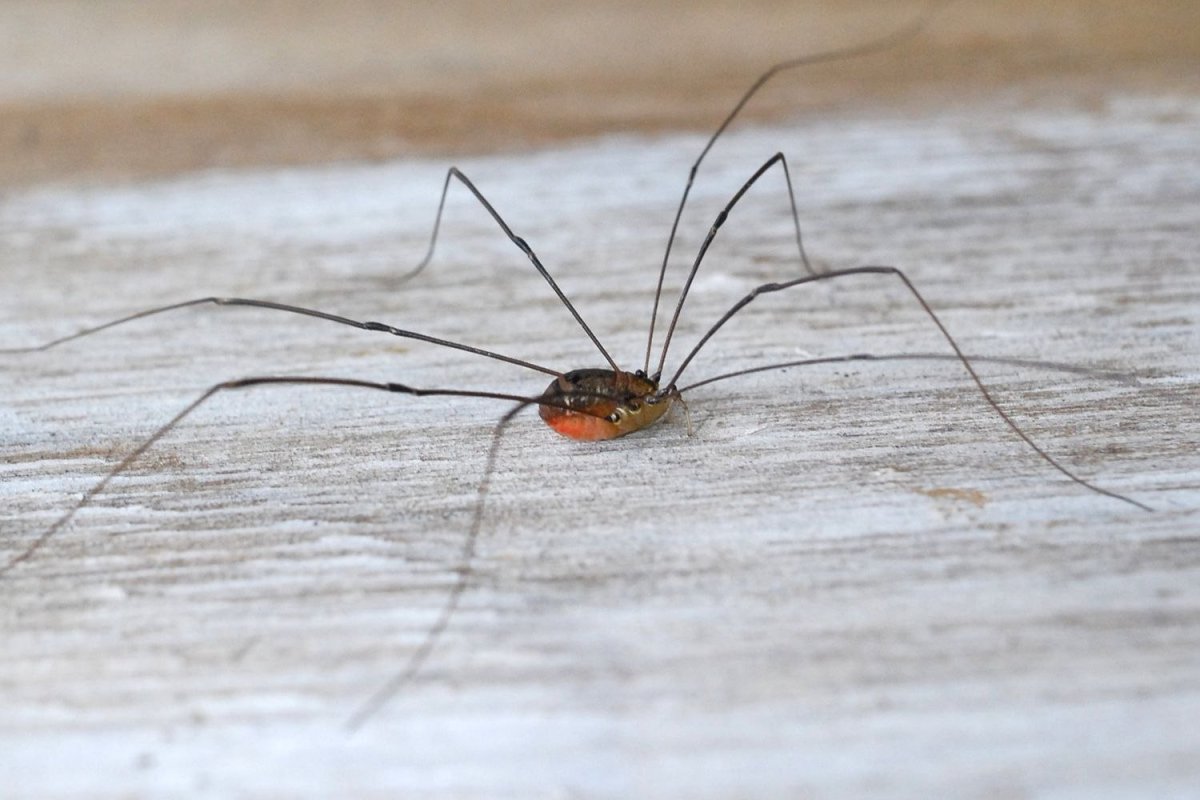 Клещи сенокосцы представители