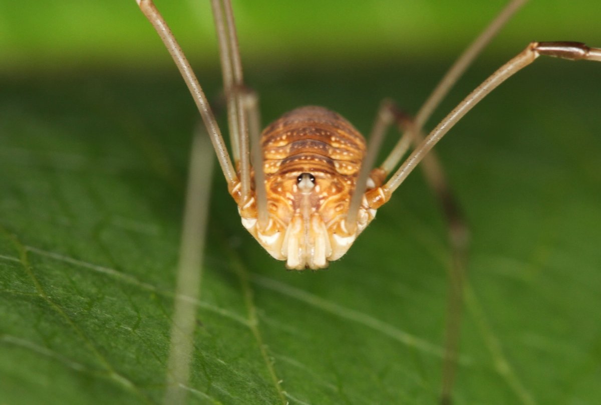 Паук сенокосец обыкновенный
