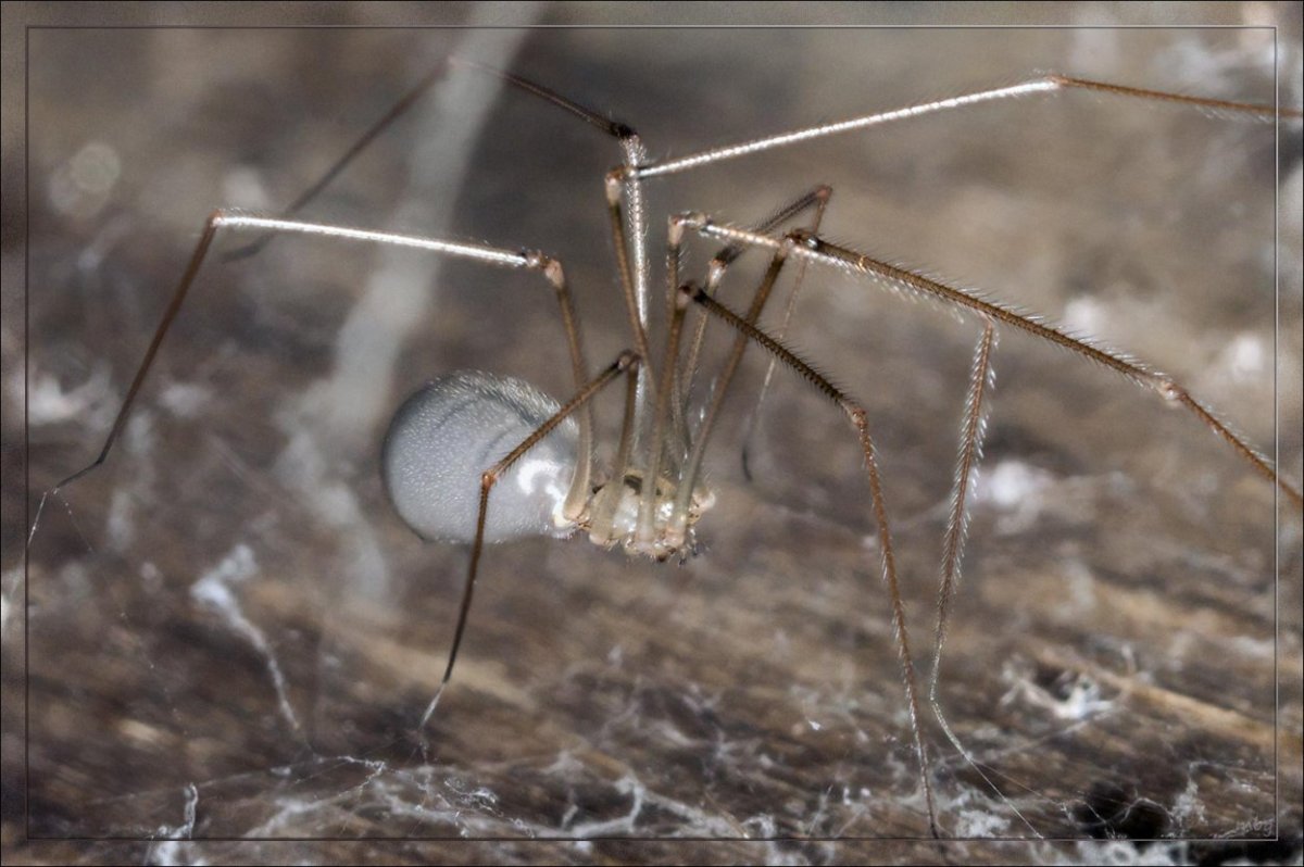 Паук долгоножка