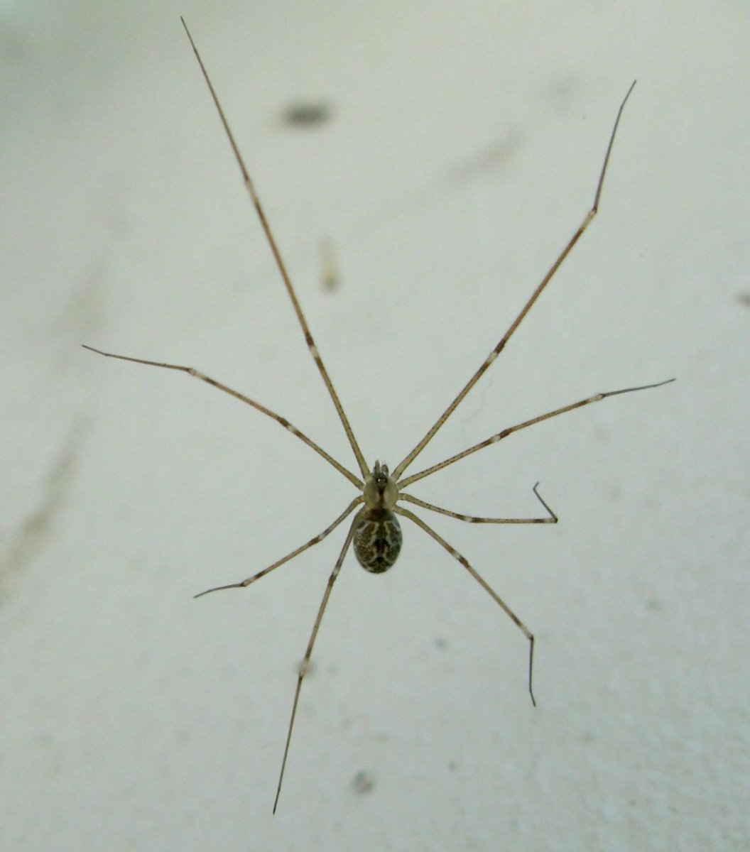 Сенокосец обыкновенный