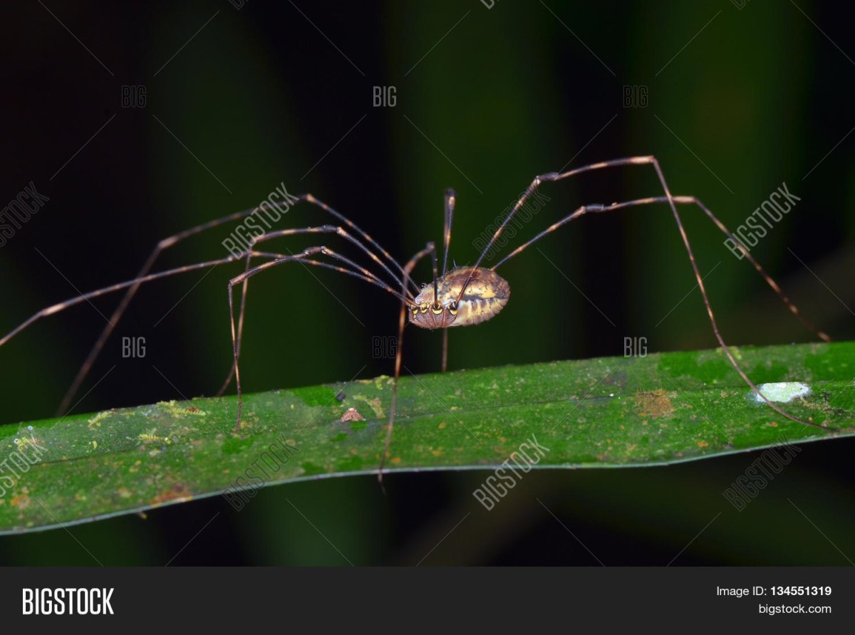 Сенокосец профессия