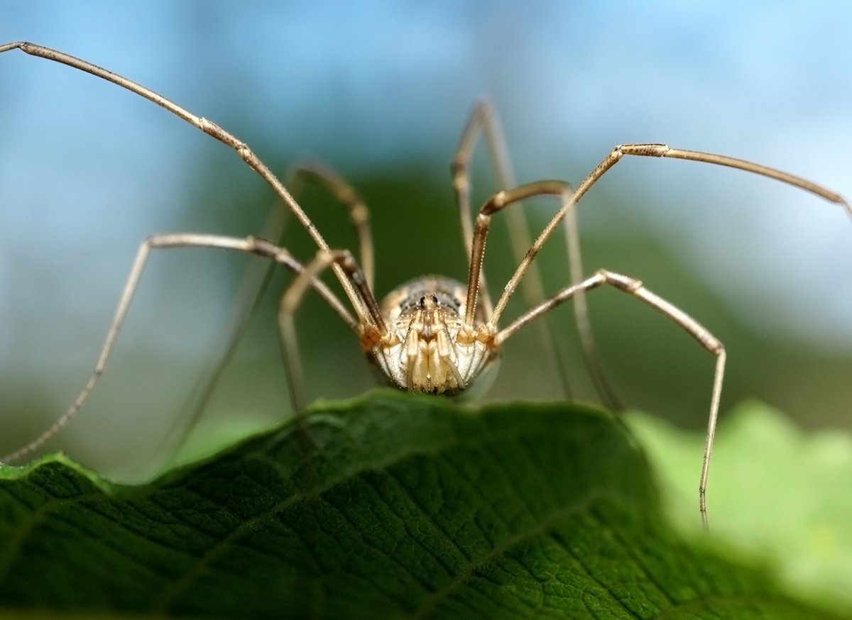Сенокосцы паукообразные