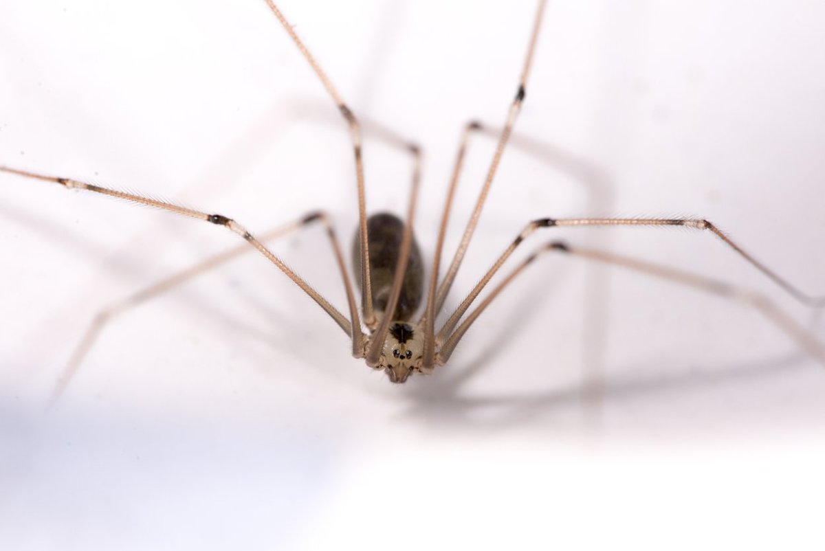 Pholcus phalangioides