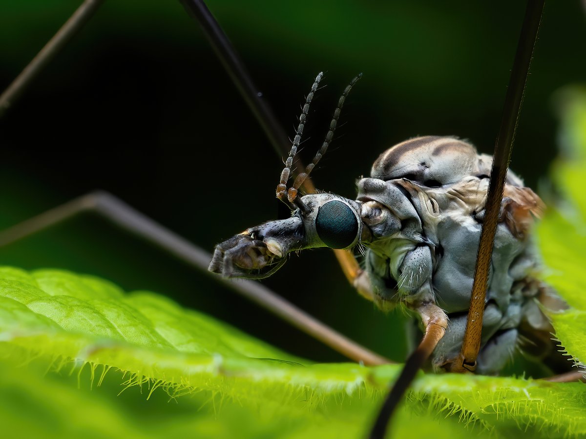 Комар сенокосец