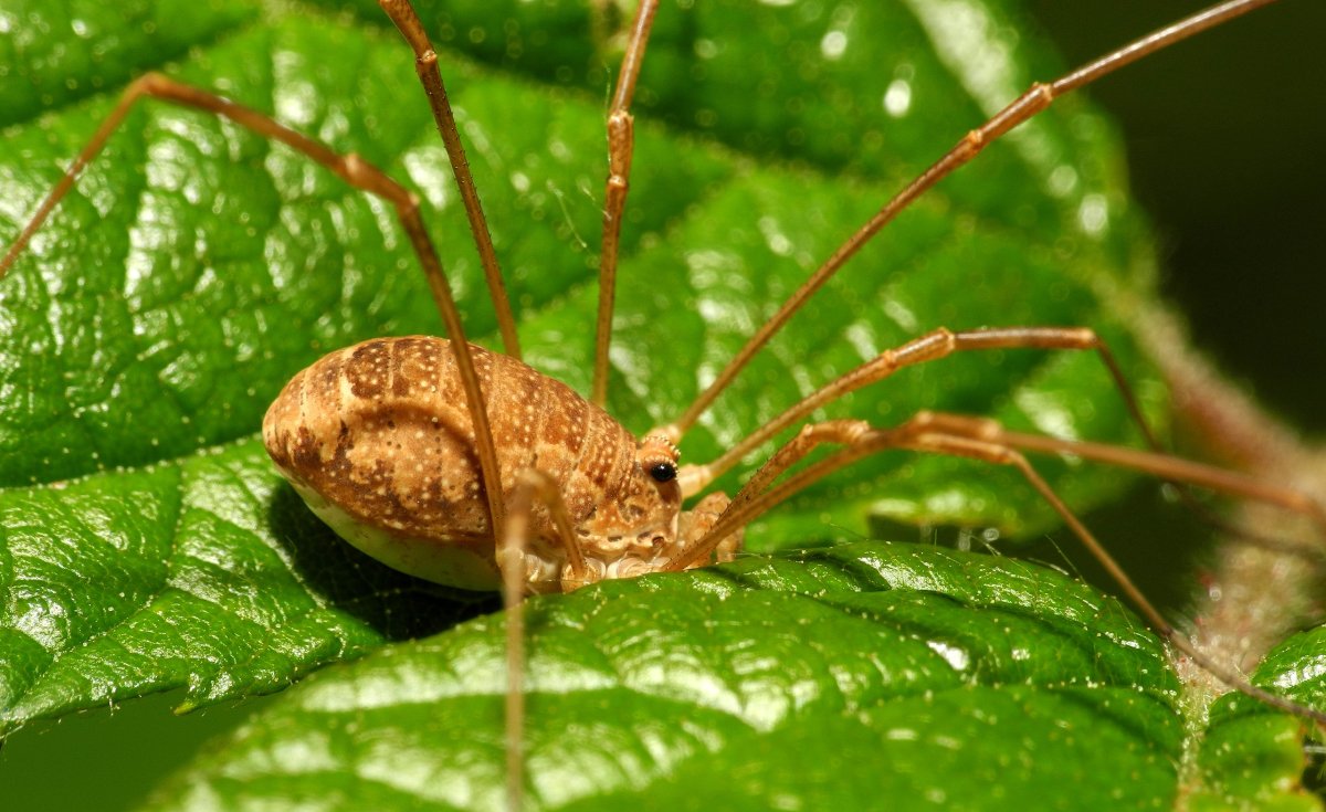 Сенокосца рубаха