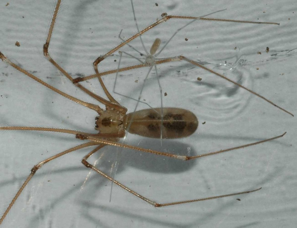 Фаланговидный фолькус (Pholcus phalangioides)
