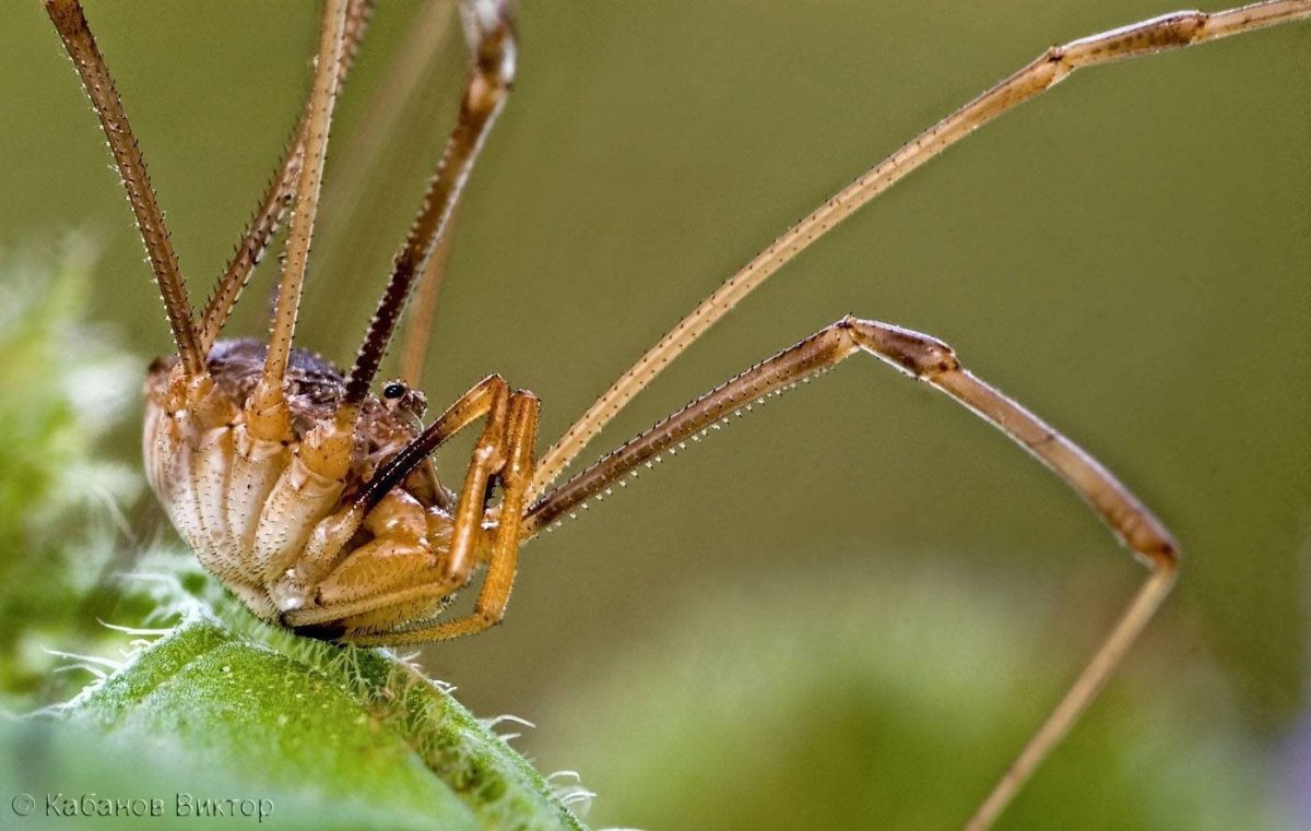 Сенокосцы паукообразные