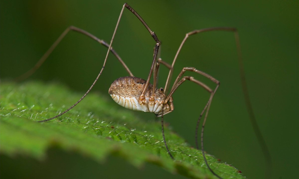 Голиаф сенокосец