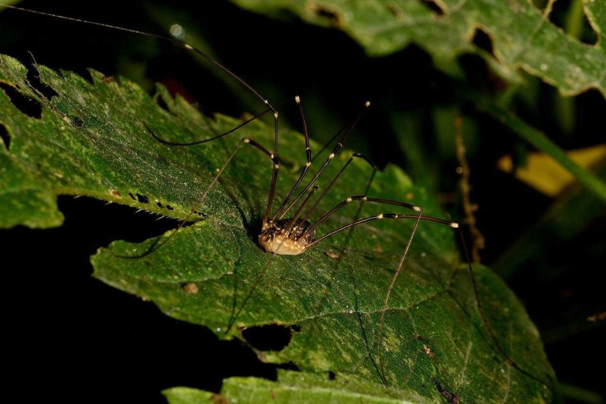 Паук сенокосец