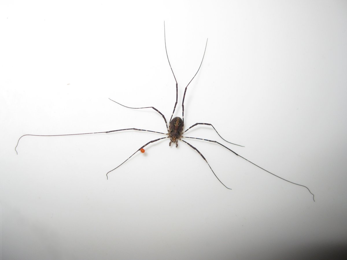 Erythraeidae клещи