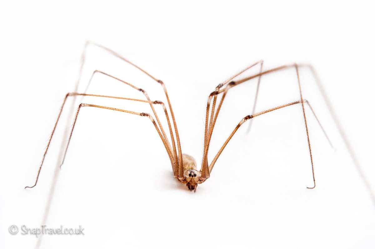 Дэдди Лонг Легс паук